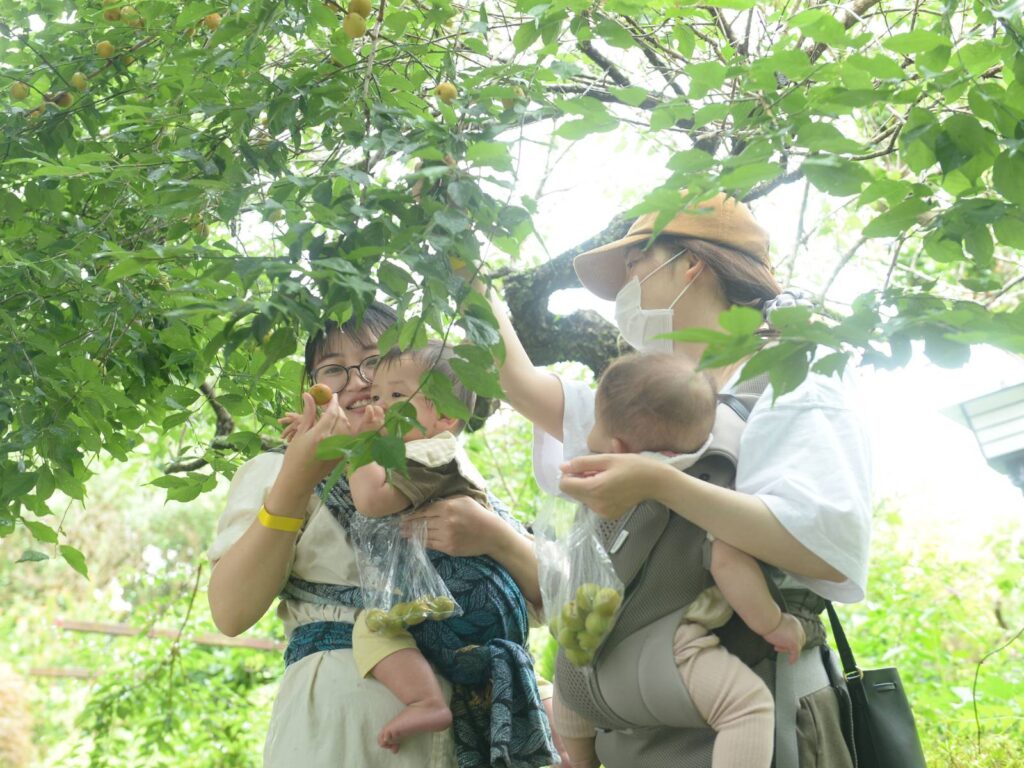 母子が梅の木のしたで梅狩りを楽しんでいる